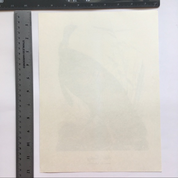 Vintage Art Wild Turkey Print Natural History Bird Illustration Fine Artwork - Picture 4 of 5